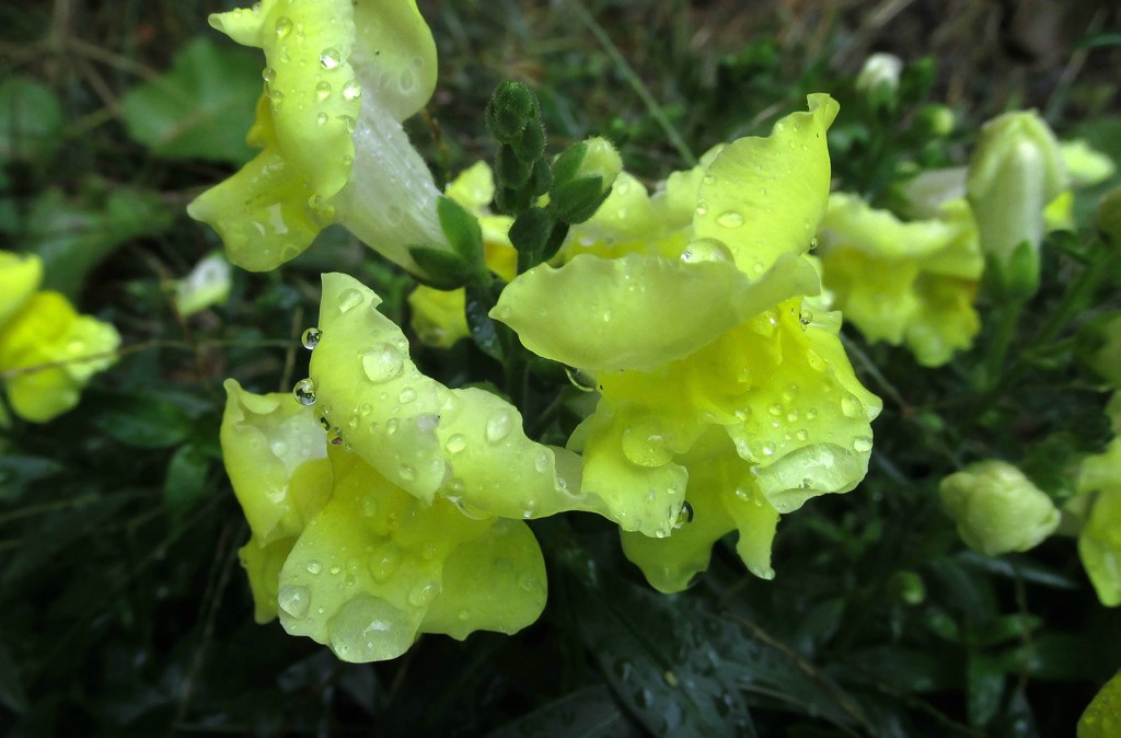 Snapdragons still in bloom by mittens