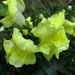 Snapdragons still in bloom by mittens
