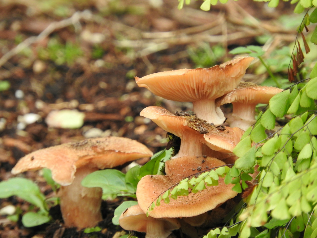 Weathered Mushrooms by seattlite