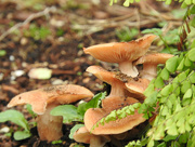 19th Oct 2015 - Weathered Mushrooms