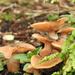 Weathered Mushrooms by seattlite