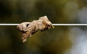 19th Oct 2015 - Hung Out To Dry