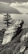19th Oct 2015 - Trees and Rocks At Taft Point b and w 