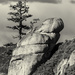 Trees and Rocks At Taft Point b and w  by jgpittenger