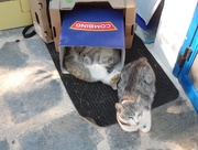 6th Oct 2015 - Boxing Cats
