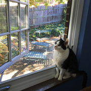 17th Oct 2015 - Lucy And The Patio