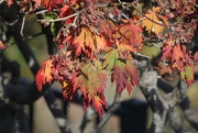 15th Oct 2015 - Autumn Colours
