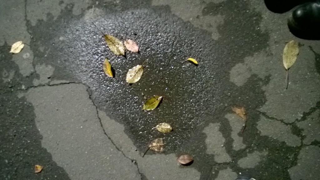 Leaves in a puddle  by cataylor41