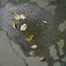 Leaves in a puddle  by cataylor41