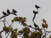 19th Oct 2015 - Young starlings