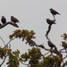 Young starlings by flowerfairyann