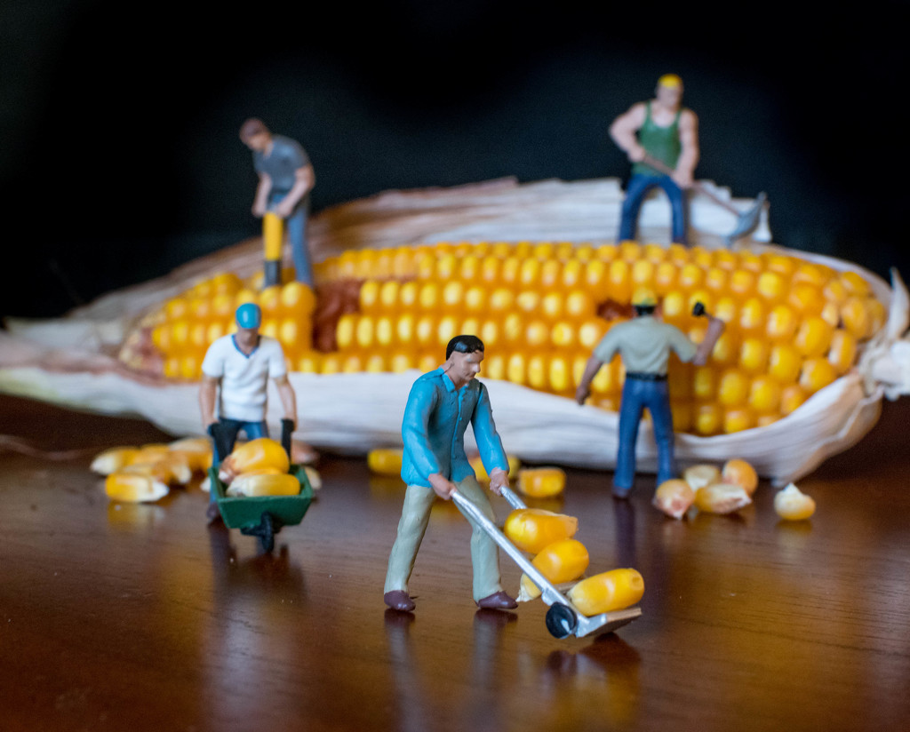 Corn Harvest by ckwiseman