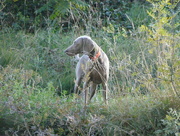 14th Oct 2015 - weimaraner