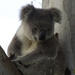 shucks by koalagardens