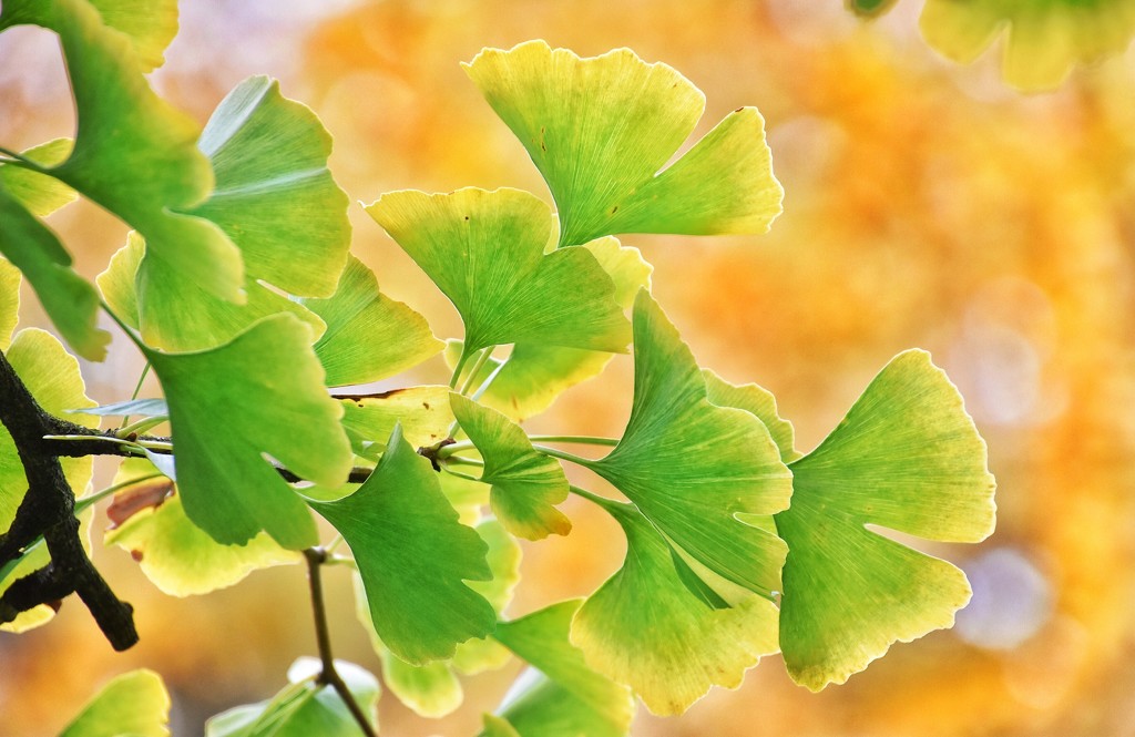 Ginkgo tree in the fall by vera365