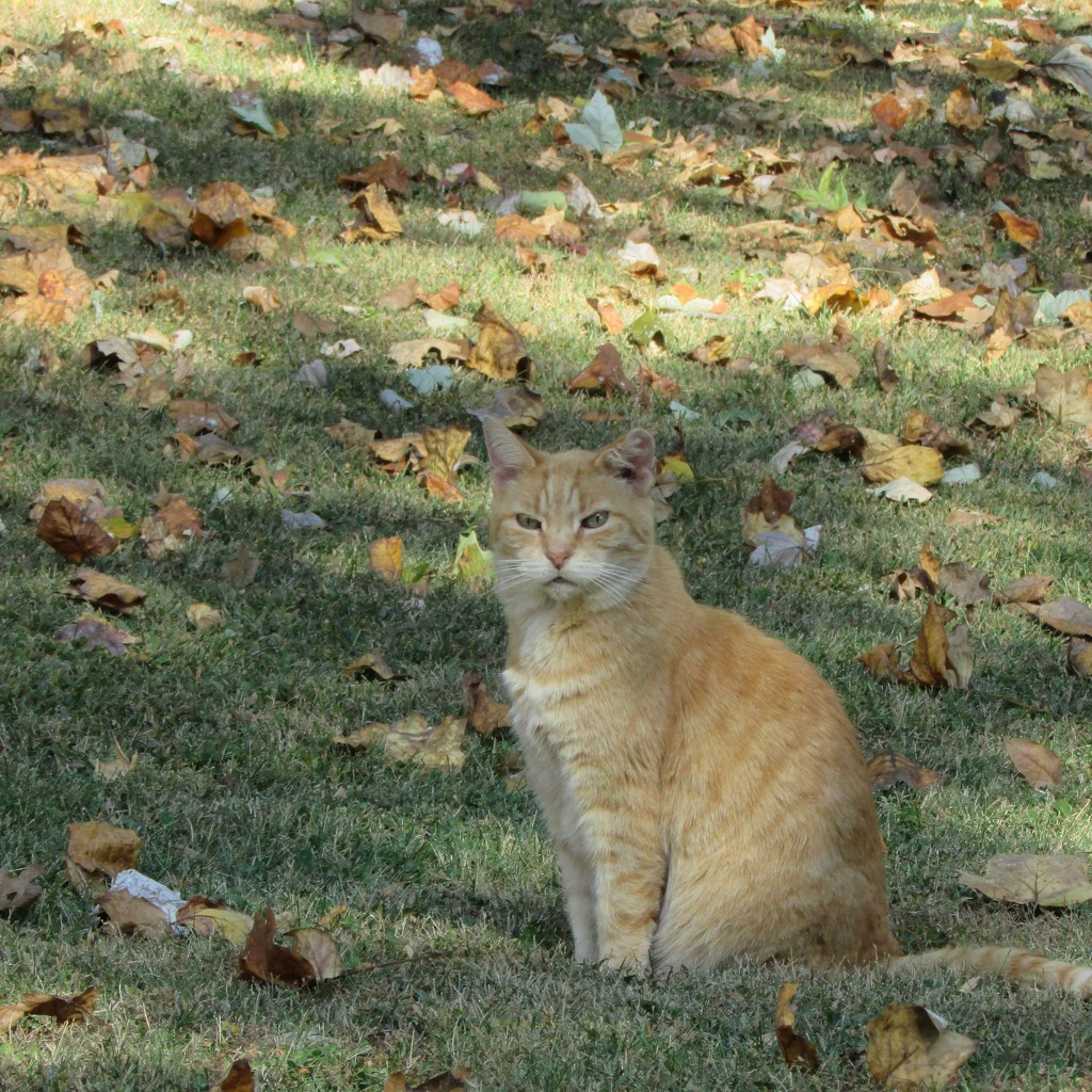 Blending In by tunia