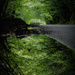 reflected tree tunnel by jantan