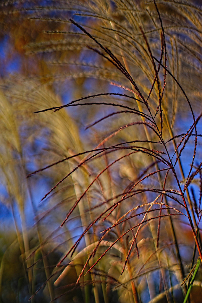 Grasses Blowing in the Wind by tosee