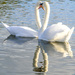Swans. by tonygig
