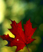 20th Oct 2015 - Autumn Red