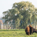 Buffalo and Tree by rminer