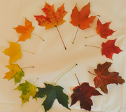 19th Oct 2015 - Colors of Autumn 4