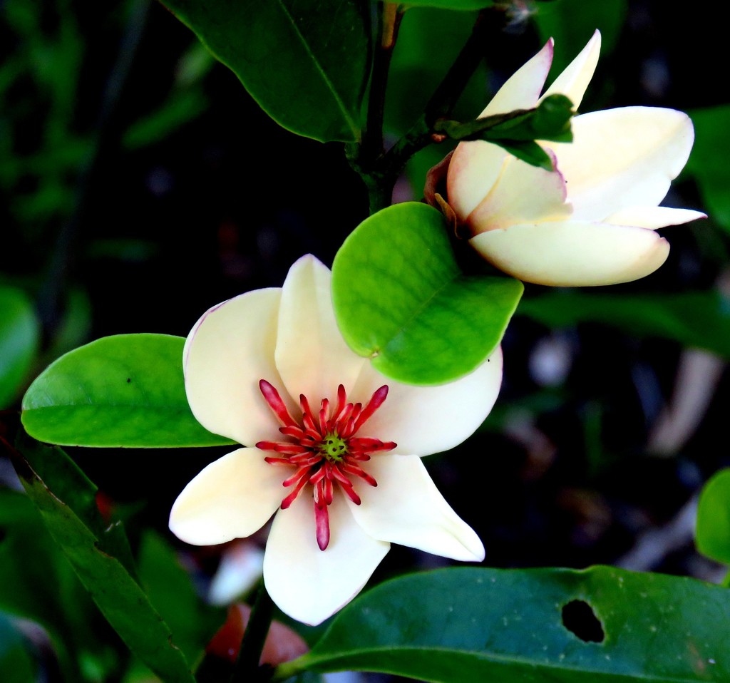 magnolia blossom by cruiser