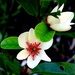 magnolia blossom by cruiser