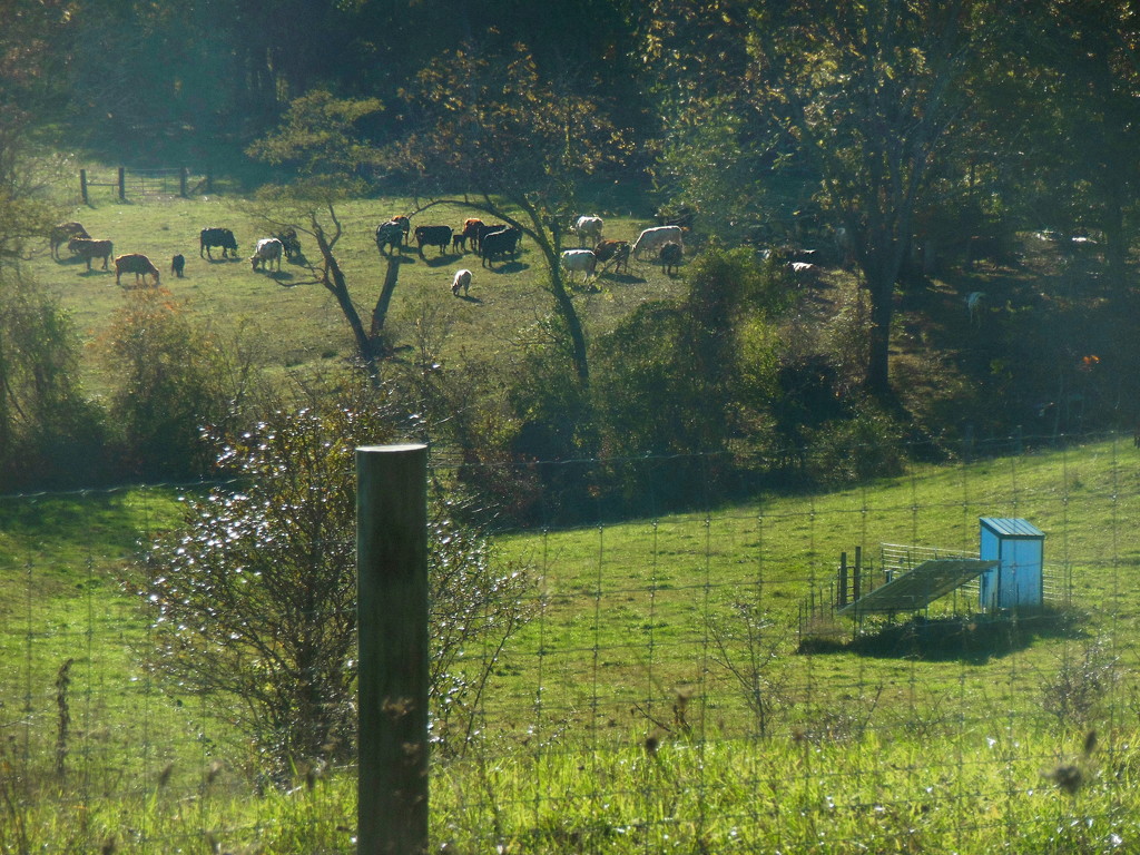 10 cows in field by francoise