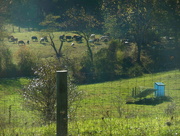 19th Oct 2015 - 10 cows in field