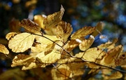 19th Oct 2015 - autumn gold