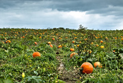 18th Oct 2015 - Mommy, Where Do Pumpkins Come From?
