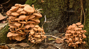 19th Oct 2015 - More Mushrooms