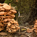More Mushrooms by rickster549