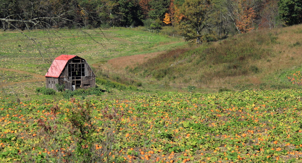 Barn in the Punkin Patch by calm