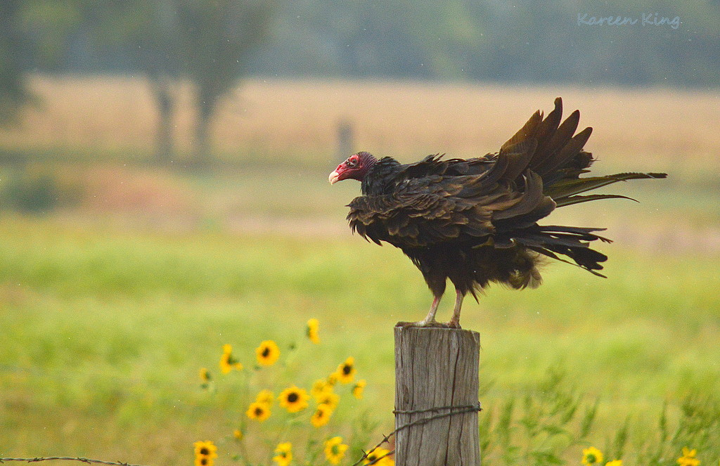 Turkey Vulture and Kansas Sunflowers by kareenking