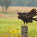 Turkey Vulture and Kansas Sunflowers by kareenking