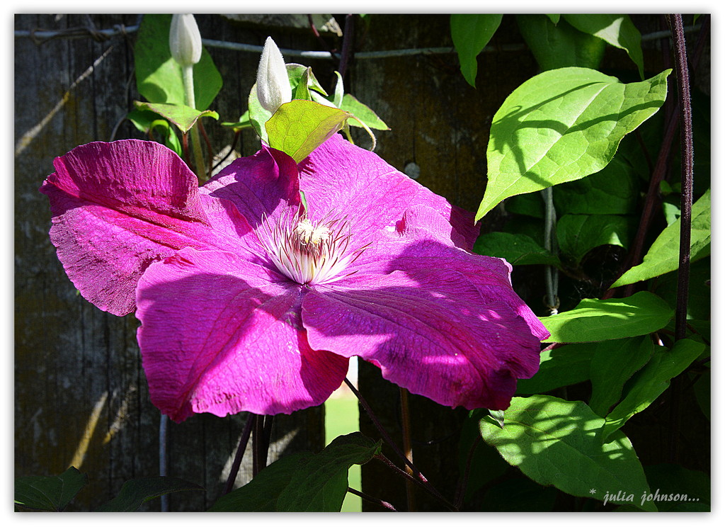 Clematis... by julzmaioro