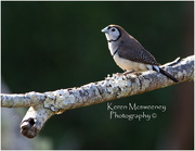 20th Oct 2015 - Double-barred finch