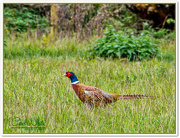 20th Oct 2015 - Cock Pheasant