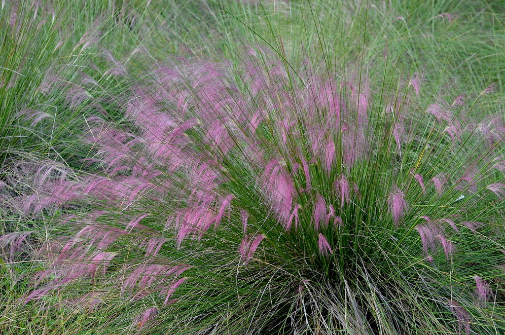 Sweet grass is now blooming, Charles Towne Landing State Historic Site, Charleston, SC by congaree