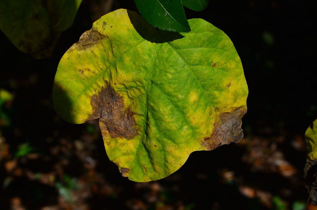 Leaf study, early Autumn by congaree