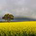 Canola Field by pusspup