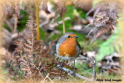 20th Oct 2015 - I'm afraid it's another robin