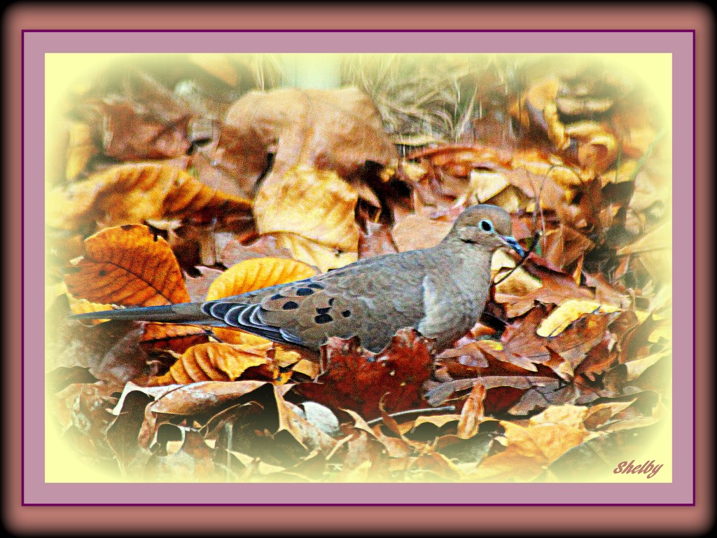 Dove among the Fallen Leaves by vernabeth