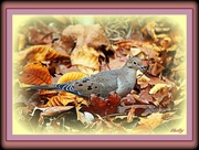 16th Oct 2015 - Dove among the Fallen Leaves