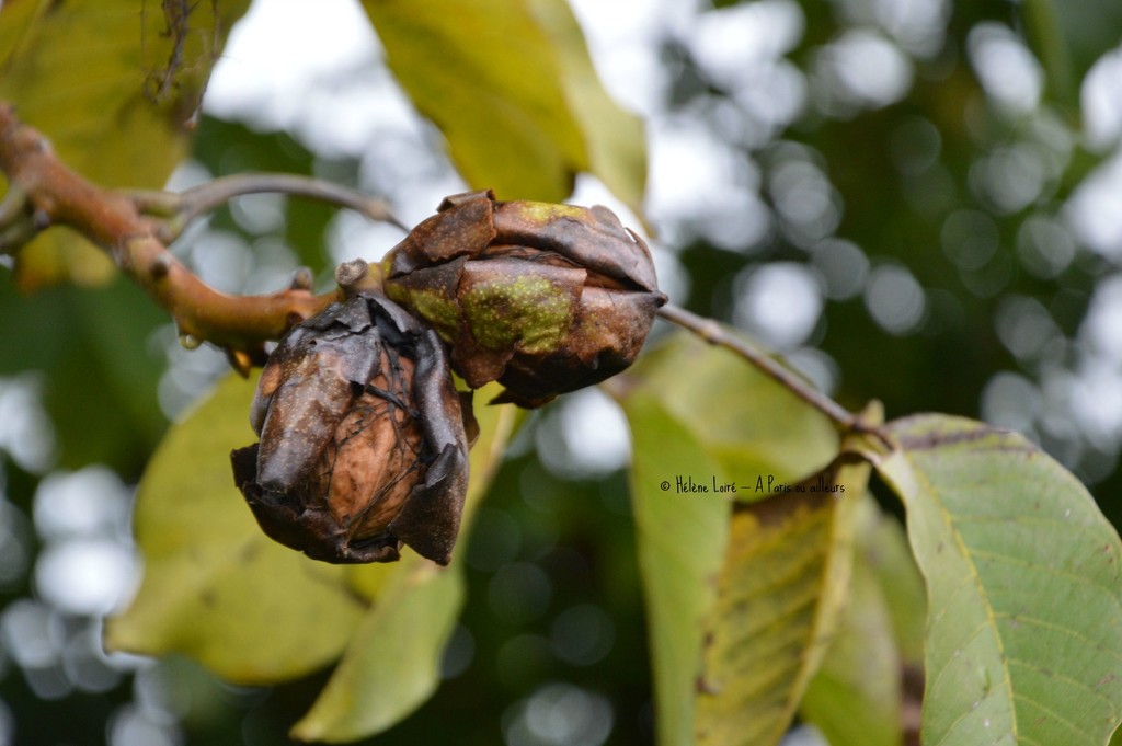 walnuts by parisouailleurs