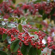 18th Oct 2015 - Cotoneaster