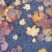 Autumn leaves by cataylor41