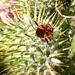 Scarlet Shieldbug (Eurydema dominulus)  by julienne1